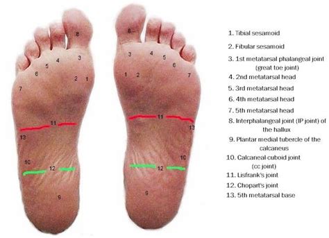 Anatomy Of The Plantar Foot Foot Anatomy Bottom Of Foot Anatomy Anatomy