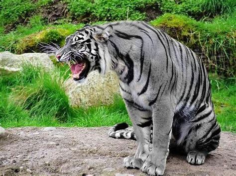 The Unique Maltese Tiger Is The Rarest Tiger In The World Description