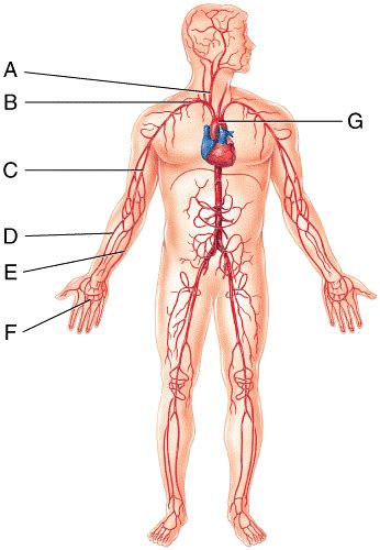 The Cardiovascular System Blood Vessels And Hemodynamics Flashcards