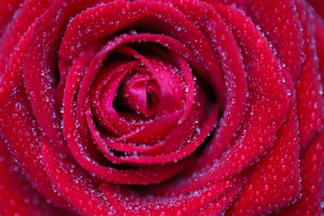 Wallpaper Rose Flower Red Drops Petals Macro Hd Widescreen