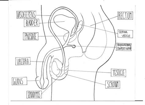 Female Reproductive System Diagram Side View Blank World