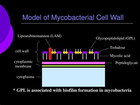 Ppt Genes Associated With Biofilm Formation In Mycobacterium