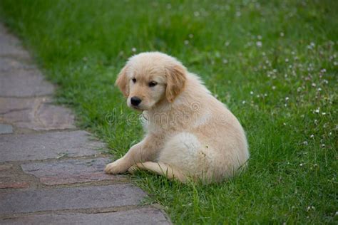 A Two Month Old Golden Retriever Dog Stock Photo Image Of Adorable