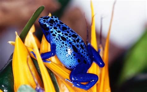 Poison Dart Frog Image Id 285919 Image Abyss