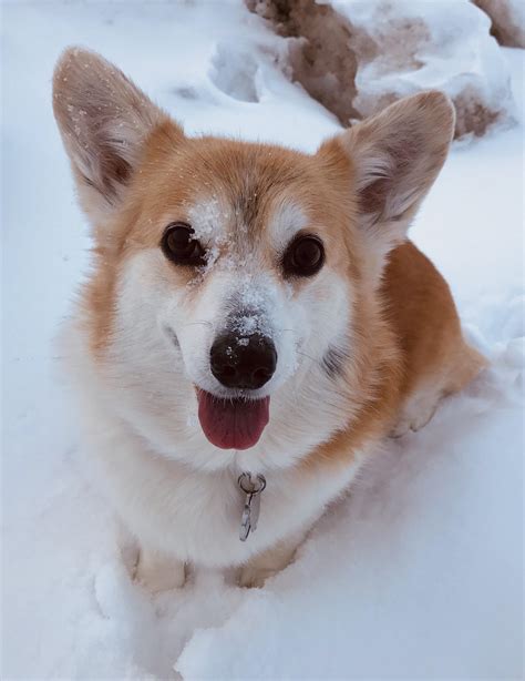 Snow Doggo Rcorgi