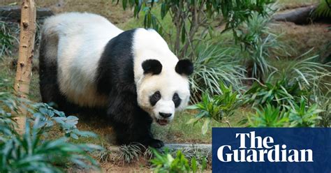 An An Worlds Oldest Captive Male Giant Panda Dies In Hong Kong Zoo