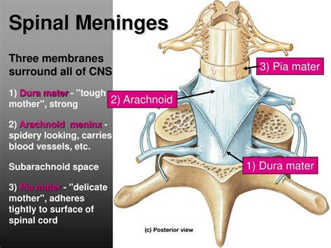 PPT - Ch 14: Spinal Cord and Spinal Nerves PowerPoint ...