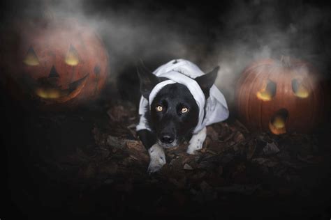 Halloween Can Be Scary For Dogs The Academy Of Pet Careers