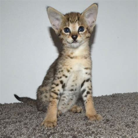 F3savannahcat.com is your #1 resource for everything related to savannah cats! F2 Savannah Kittens Available in Ohio Savannah Cats Call ...