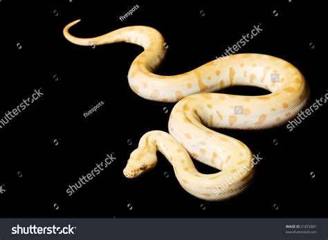 Albino Green Burmese Python Python Molurus Bivittatus On Black