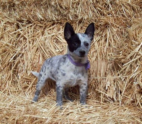 Miniature Blue Heeler Chihuahua Mix Pets Lovers