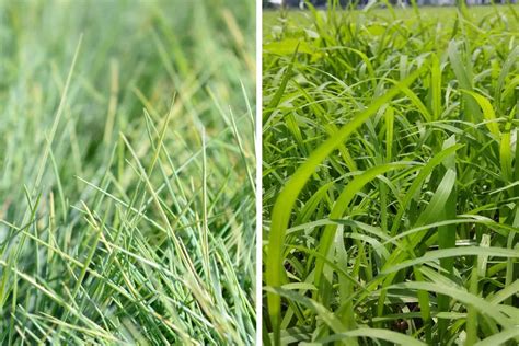 Ryegrass Vs Fescue Everything You Need To Know In One 58 Off