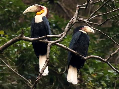 Kenali 10 Spesis Burung Kenyalang 3 Daripadanya Paling Common Di Sarawak