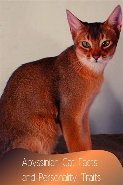 Abyssinian Cat Facts Size Personality Colors Petsium