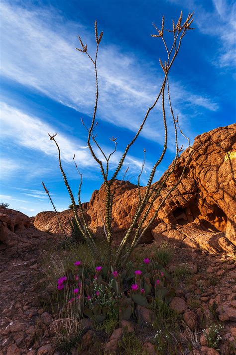 Desert Bloom Photograph By Jason Keefe Fine Art America