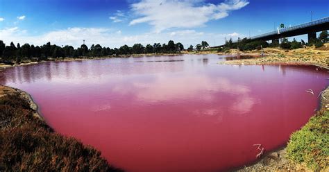 The Pink Lake In Melbourne Salt Water Lake Victoria 🌴 Salt Water