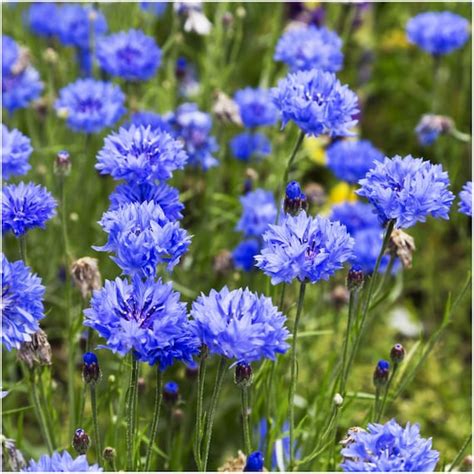 Seeds And Seed Bombs Home And Living Blue Cornflower Seeds 50 Seeds