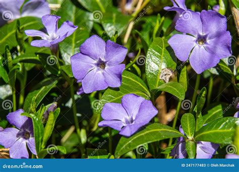 Beautiful Purple Flowers Of Vinca On Background Of Green Leaves Vinca
