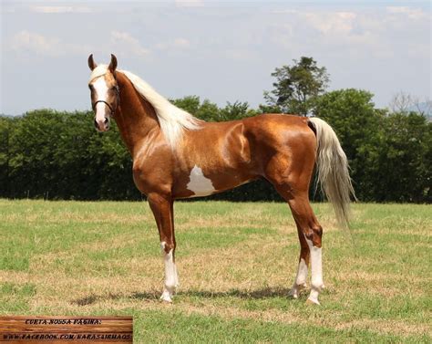 Wow Stunning Golden Palomino Brazilian Mangalarga Pinto Horse Most