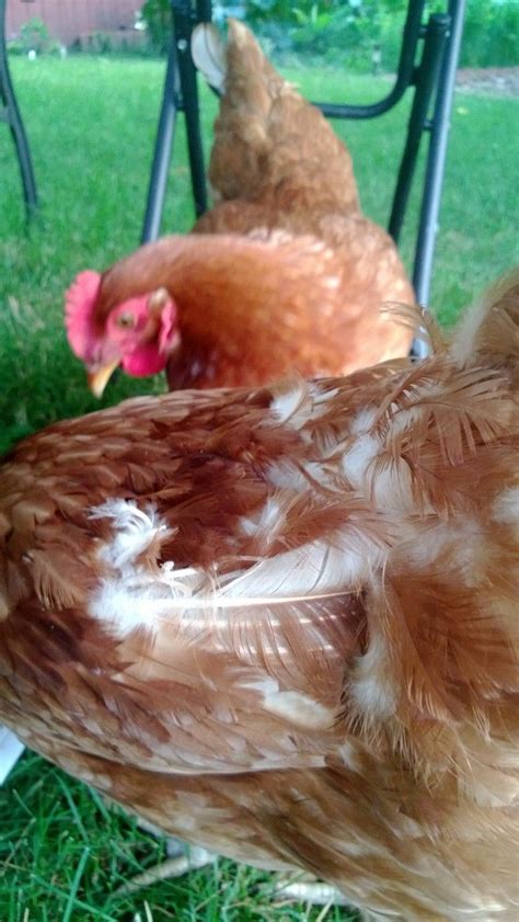 Weak Hen With Feather Loss Help Backyard Chickens Learn How To