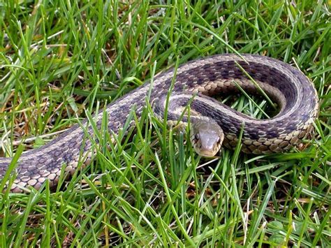 Pictures To Identify Garden Snake Types Lovetoknow Garden Snakes