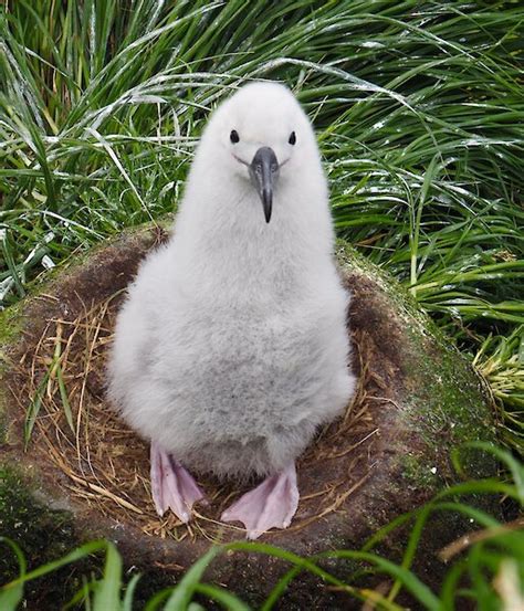 Beautiful Black Browed Albatross A Focus On Macquarie Island