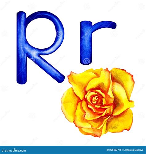 La Letra R Es Mayúscula Y Minúscula Con La Imagen De Una Rosa Dibujo