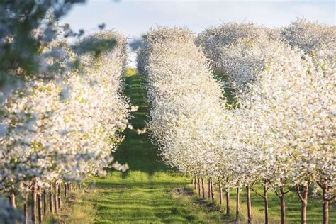 Cherry Blossom Time 7 Stunning Drives Along The Traverse Wine Coast