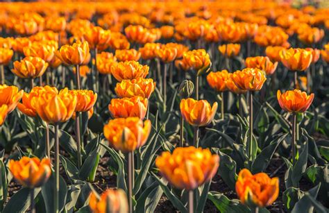 Free Field Of Orange Flowers Image Browse 1000s Of Pics
