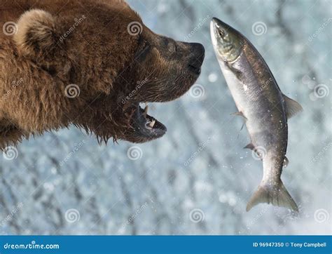 Alaskan Brown Bear Catching Salmon Stock Photo Image Of Mammal