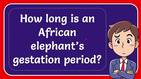 How Long Is An African Elephants Gestation Period Youtube