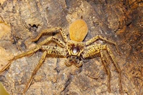 Hidden Housemates Australias Huge And Hairy Huntsman Spiders