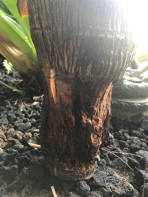 Trunk Rot Fungus Discussing Palm Trees Worldwide Palmtalk