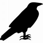 Raven Icon Icons Crow Svg Silhouette Bird