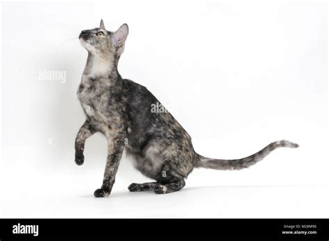 Oriental Tortoiseshell Hi Res Stock Photography And Images Alamy