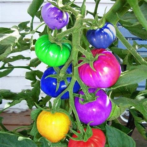100pcs Rainbow Tomato Seeds Colorful Bonsai Organic Vegetables And