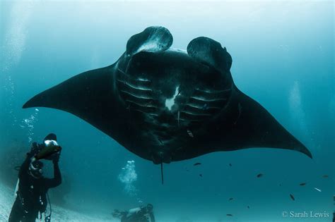 Top 10 Best Places To Dive With Manta Rays Diviac Magazine