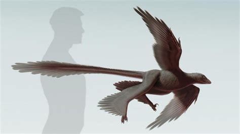 Siberian Fossils Suggest All Dinosaurs Had Feathers