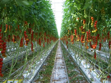 How To Grow Hydroponic Tomatoes Beginners Guide