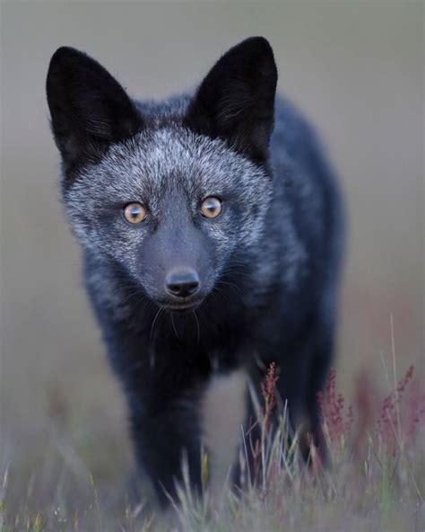 Super Rare Black Fox Spotted In Uk That Has Recessive Gene Seen In