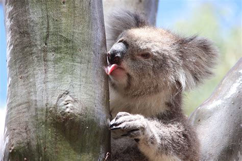 Tree Lickin Good Scientists Solve Mystery Of How Koalas Stay Hydrated