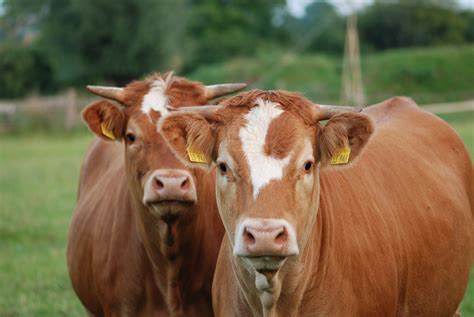 Zwei Kühe Foto And Bild Tiere Haustiere Nutztiere Bilder Auf