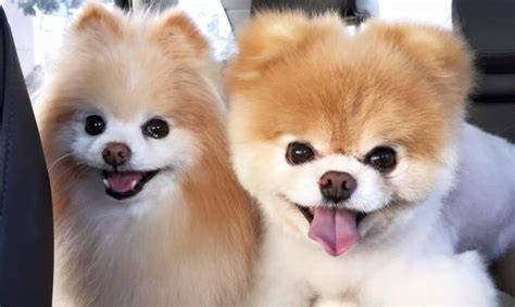 Some Of The Cutest Smiling Dogs That Will Surely Make Your