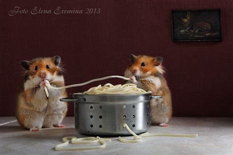 Spaghetti In Valentines Day Hamster Pics Cute Little Animals Hamster