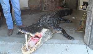 Georgia Hunter Chad Young Captures 13 Foot Alligator Daily Mail Online