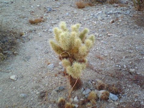 There a plenty of adaptations plants have and this would be a long answer. Related Keywords & Suggestions for jumping cholla