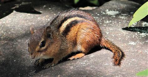 The Wild Truth Chipmunks Are Complex Animals That Deserve Our