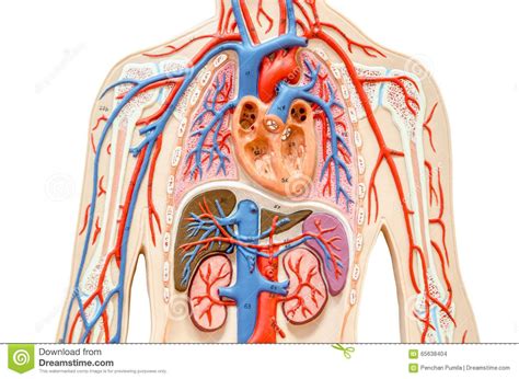 Download human liver anatomy diagram vector art. Image result for heart kidneys lungs liver location in body image | Liver location, Human body ...