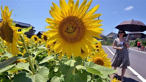 Bunga matahari sangat cantik, kembang di waktu pagi, daunnya hijau bunganya kuning, memikat kumbang lalu, bunga matahari. Bunga Matahari Tersenyum Hebohkan Warga Jepang