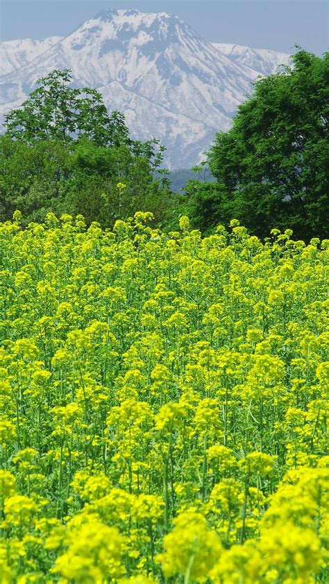 50 gambar pemandangan alam yang indah download gambar gratis tentang banner alam. Pemandangan hijau taman bunga | wallpaper.sc Android